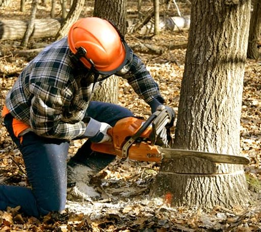Tree Removal in New Boston, MO